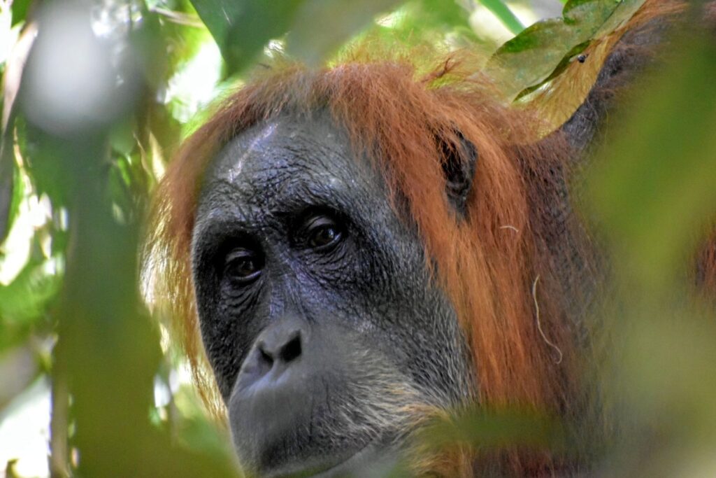 orangutan bukit lawang