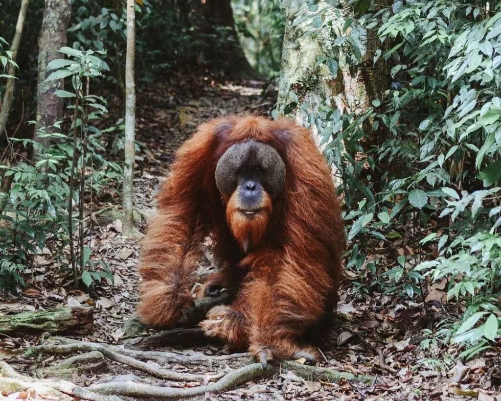 orangutan bukit lawang