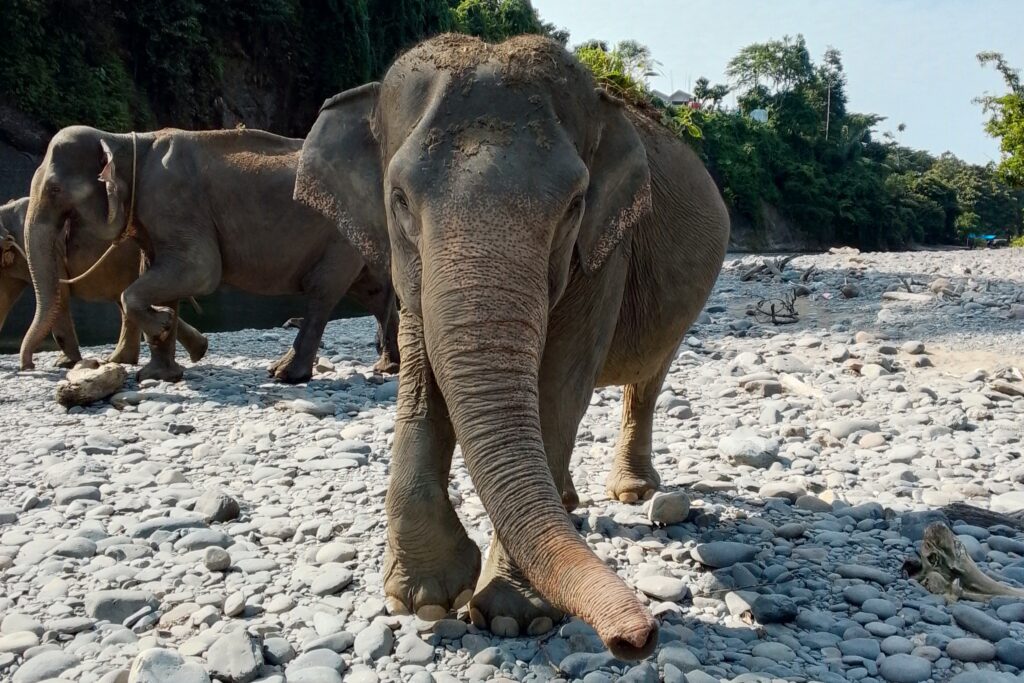 elephant in Tangkahan